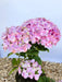 Ballhortensie Hydrangea macrophylla Dolly Buster mit großen rosa Blüten und grünen Blättern vor hellem Hintergrund.