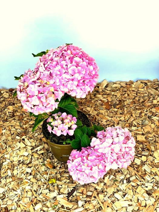 Ballhortensie Hydrangea macrophylla Dolly Buster mit rosa Blüten in einem Topf auf Holzspänen vor hellem Hintergrund.