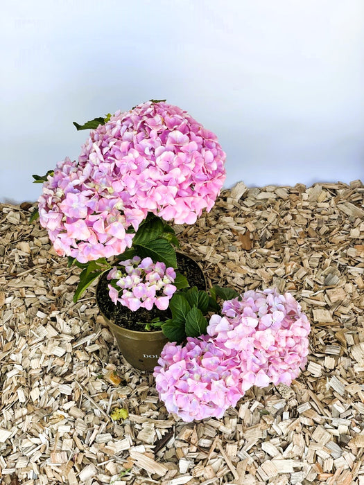 Ballhortensie Hydrangea macrophylla Dolly Buster mit rosa Blüten in einem Topf auf Holzspänen vor hellem Hintergrund.