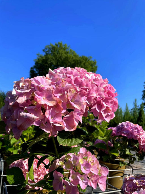 Ballhortensie Hydrangea macrophylla Dolly Buster mit großen rosa Blüten vor blauem Himmel und grünem Hintergrund.