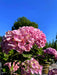 Ballhortensie Hydrangea macrophylla Dolly Buster mit großen rosa Blüten vor blauem Himmel und grünem Hintergrund.