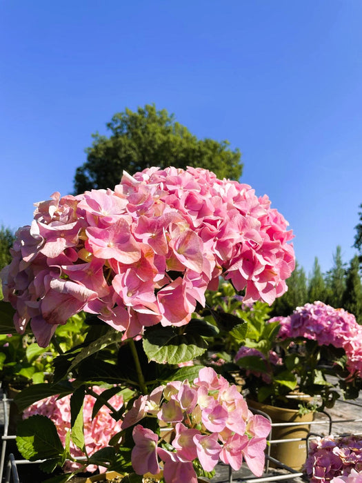 Ballhortensie Hydrangea macrophylla Dolly Buster mit großen rosa Blüten vor blauem Himmel und grünem Hintergrund.