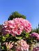 Ballhortensie Hydrangea macrophylla Dolly Buster mit großen rosa Blüten vor blauem Himmel und grünem Hintergrund.