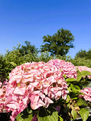 Ballhortensie 'Dolly Buster' - Topf-/Containerpflanzen
