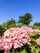 Ballhortensie Hydrangea macrophylla Dolly Buster mit großen rosa Blüten vor grünem Laub und blauem Himmel.