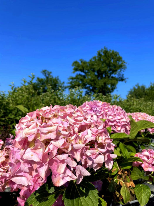 Ballhortensie Hydrangea macrophylla Dolly Buster mit großen rosa Blüten vor grünem Laub und blauem Himmel.