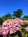 Ballhortensie Hydrangea macrophylla Dolly Buster mit großen rosa Blüten vor grünem Laub und blauem Himmel.