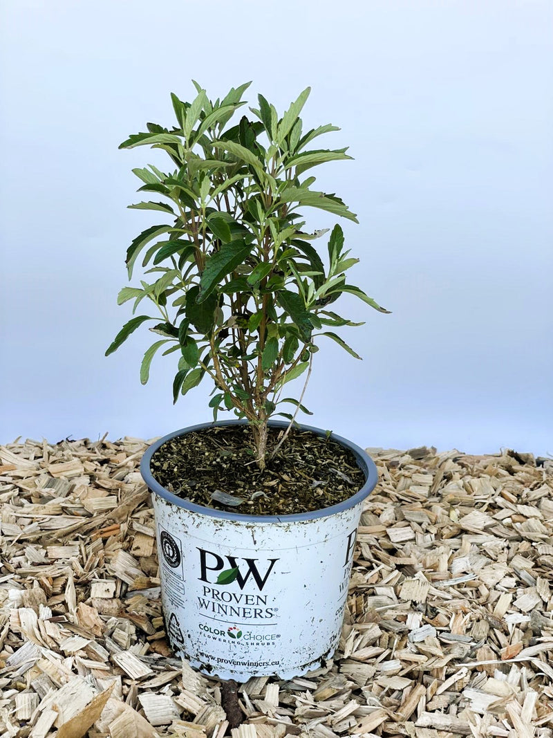 Bartblume Caryopteris Clandonensis Beyond Midnight mit grünen Blättern in Topf auf Holzhackschnitzeln vor blauem Hintergrund.