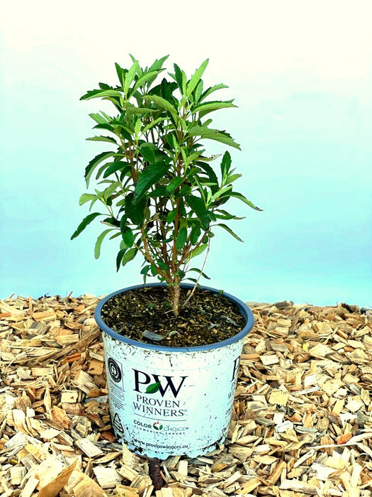Bartblume Caryopteris Clandonensis Beyond Midnight mit grünen Blättern in Topf auf Holzhackschnitzeln vor blauem Hintergrund.