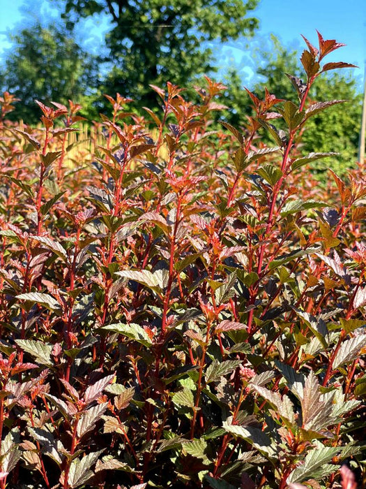 Blasenspiere Physocarpus Opulifolius Magical Sweet Cherry Tea 1 mit roten Blättern und Stängeln vor blauem Himmel und Bäumen.