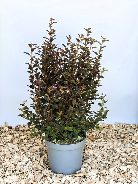 Blasenspiere Physocarpus Opulifolius Magical Sweet Cherry Tea mit dunkelroten Blättern und kleinen weißen Blüten in grauem Topf auf