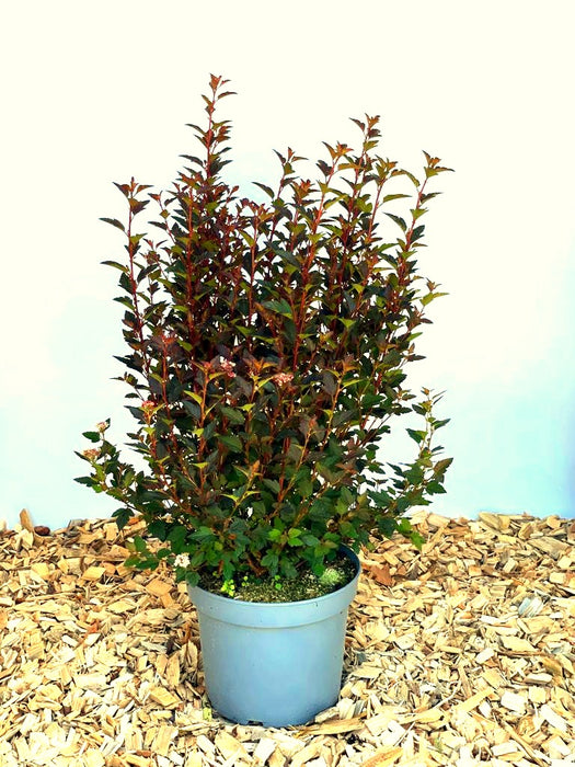 Blasenspiere Physocarpus Opulifolius Magical Sweet Cherry Tea mit dunkelroten Blättern und kleinen weißen Blüten in grauem Topf auf