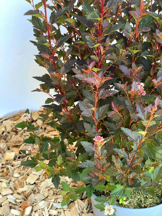Blasenspiere Physocarpus Opulifolius Magical Sweet Cherry Tea mit dunkelroten Blättern und rosa Blüten in grauem Topf auf Holzmulch.