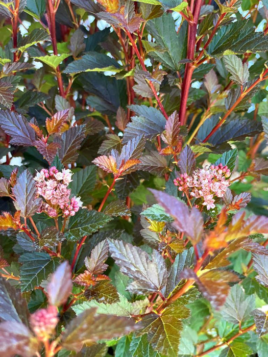 Blasenspiere Physocarpus Opulifolius Magical Sweet Cherry Tea mit roten Stielen, dunkelroten Blättern und rosa Blüten in Nahaufnahme.