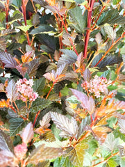 Blasenspiere Physocarpus Opulifolius Magical Sweet Cherry Tea mit roten Stielen, dunkelroten Blättern und rosa Blüten in Nahaufnahme.