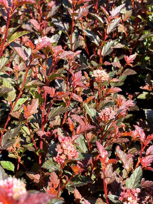 Blasenspiere Physocarpus Opulifolius Magical Sweet Cherry Tea mit roten Blättern und rosa Blüten in Nahaufnahme bei Sonnenlicht.