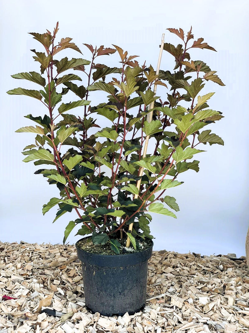 Blasenspiere Physocarpus opulifolius Diable d Or mit roten Stielen und grünen Blättern in schwarzem Topf auf Holzspänen.