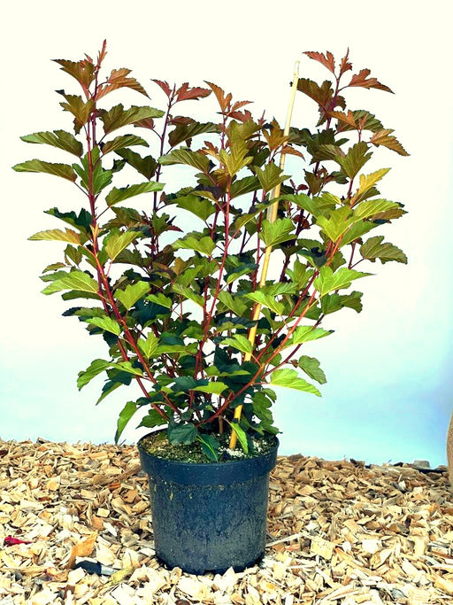 Blasenspiere Physocarpus opulifolius Diable d Or mit roten Stielen und grünen Blättern in schwarzem Topf auf Holzspänen.