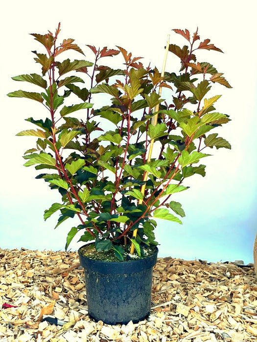 Blasenspiere Physocarpus opulifolius Diable d Or mit roten Stielen und grünen Blättern in schwarzem Topf auf Holzspänen.