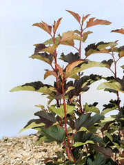 Blasenspiere Physocarpus opulifolius Diable d Or mit rot-grünen Blättern und roten Stängeln vor blauem Himmel und Mulchboden.