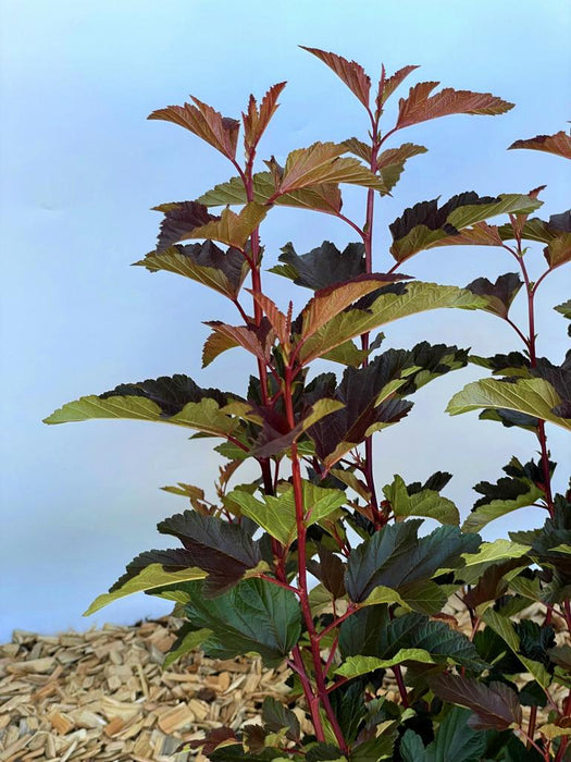 Blasenspiere Physocarpus opulifolius Diable d Or mit rot-grünen Blättern und roten Stängeln vor blauem Himmel und Mulchboden.