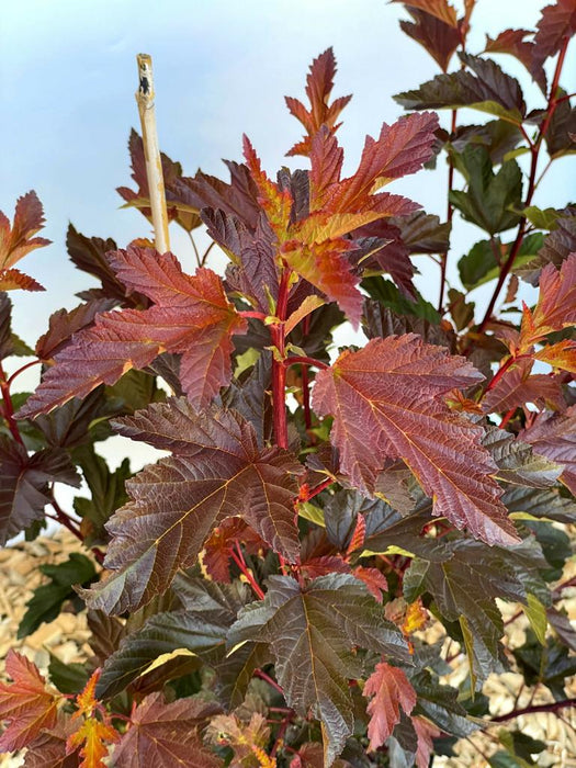 Blasenspiere Physocarpus opulifolius Diable d Or mit rotbraunen, gelblich gesprenkelten Blättern vor hellem Himmel.