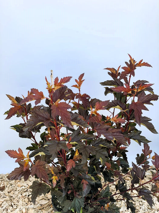 Blasenspiere Physocarpus opulifolius Diable d Or mit rot-violetten Blättern vor hellem Himmel und Mulchboden.
