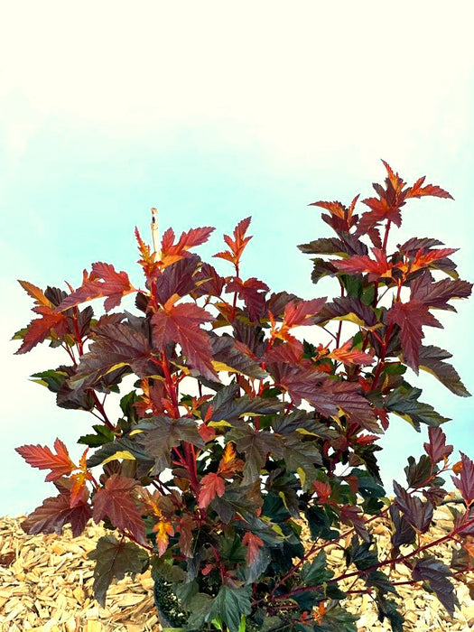 Blasenspiere Physocarpus opulifolius Diable d Or mit rot-violetten Blättern vor hellem Himmel und Mulchboden.