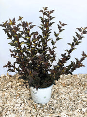 Blasenspiere Tiny Wine Physocarpus opulifolius mit dunkelroten Blättern in weißem Topf auf Holzspänen vor hellem Hintergrund.