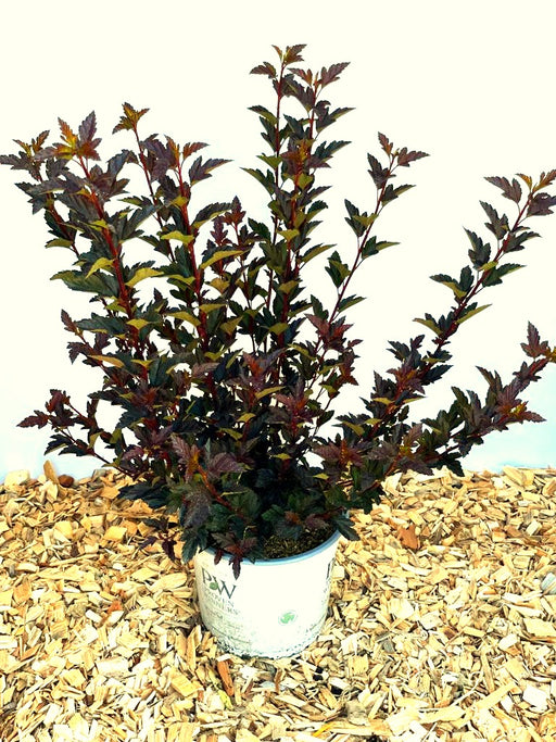 Blasenspiere Tiny Wine Physocarpus opulifolius mit dunkelroten Blättern in weißem Topf auf Holzspänen vor hellem Hintergrund.