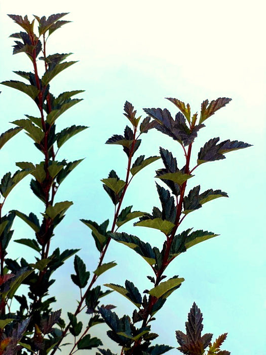 Blasenspiere Tiny Wine Physocarpus opulifolius mit dunkelroten Blättern vor klarem blauem Himmel.