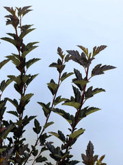 Blasenspiere Tiny Wine Physocarpus opulifolius mit dunkelroten Blättern vor klarem blauem Himmel.