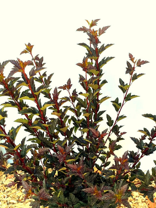 Blasenspiere Tiny Wine Physocarpus opulifolius mit dunkelroten, gezackten Blättern vor hellem Himmel und Mulchboden.