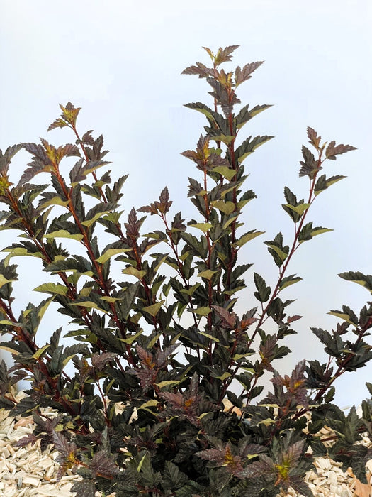 Blasenspiere Tiny Wine Physocarpus opulifolius mit dunkelroten, gezackten Blättern vor hellem Himmel und Mulchboden.
