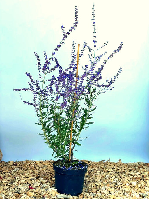 Blauer Lavendel Perovskia atriplicifolia BlueSpire mit lila Blüten und grünen Blättern in schwarzem Topf auf Holzspänen.