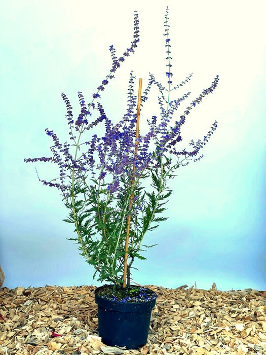 Blauer Lavendel Perovskia atriplicifolia BlueSpire mit lila Blüten und grünen Blättern in schwarzem Topf auf Holzspänen.