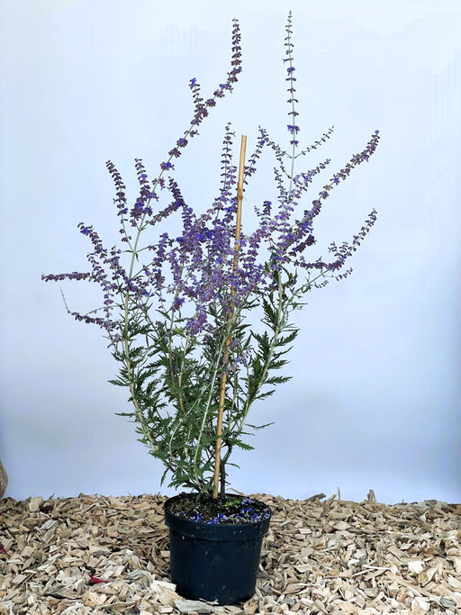 Blauer Lavendel Perovskia atriplicifolia BlueSpire mit lila Blüten und grünen Blättern in schwarzem Topf auf Holzspänen.