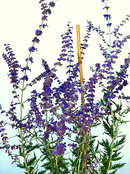 Blauer Lavendel Perovskia atriplicifolia BlueSpire mit violetten Blüten und grünen Blättern vor hellem Himmel.