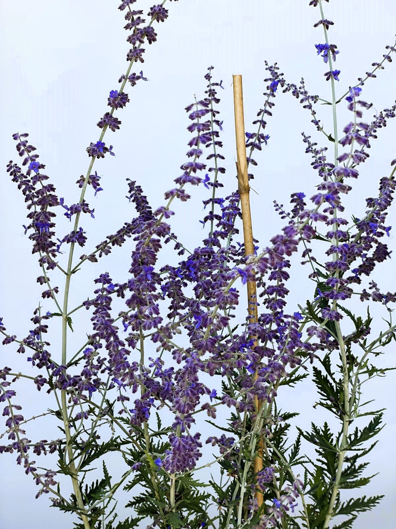 Blauer Lavendel Perovskia atriplicifolia BlueSpire mit violetten Blüten und grünen Blättern vor hellem Himmel.