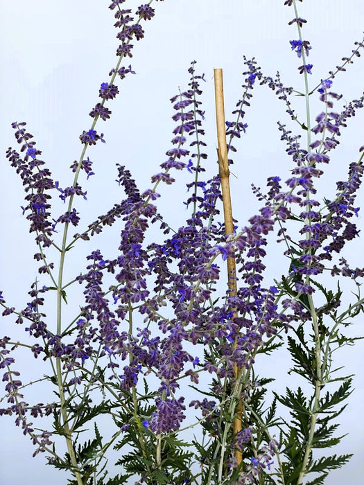Blauer Lavendel Perovskia atriplicifolia BlueSpire mit violetten Blüten und grünen Blättern vor hellem Himmel.