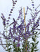 Blauer Lavendel Perovskia atriplicifolia BlueSpire mit violetten Blüten und grünen Blättern vor hellem Himmel.