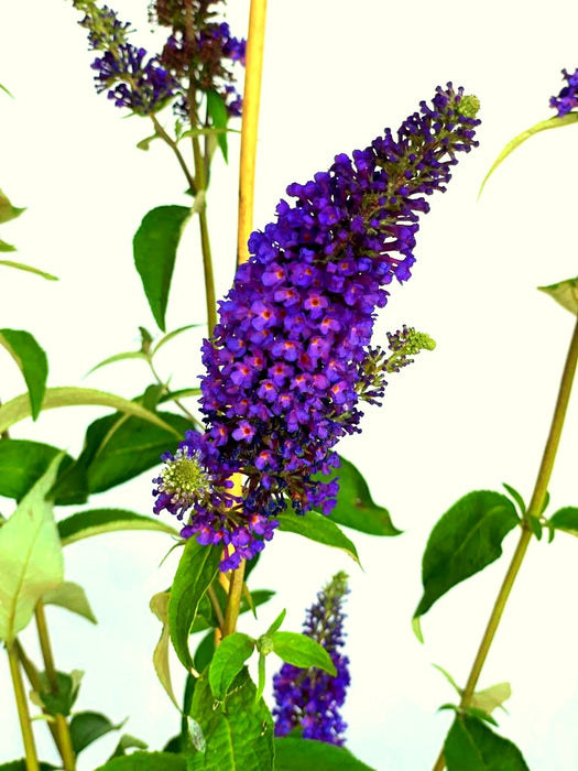 Blauer Lavendel Perovskia atriplicifolia Prime Time mit dichten, violettblauen Blütenrispen und grünen Blättern vor hellem Hintergrund.