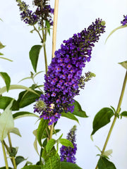 Blauer Lavendel Perovskia atriplicifolia Prime Time mit dichten, violettblauen Blütenrispen und grünen Blättern vor hellem Hintergrund.