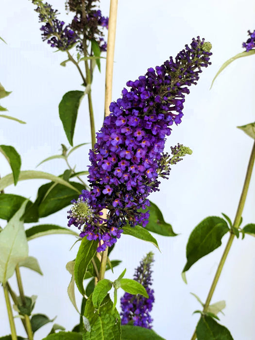 Blauer Lavendel Perovskia atriplicifolia Prime Time mit dichten, violettblauen Blütenrispen und grünen Blättern vor hellem Hintergrund.
