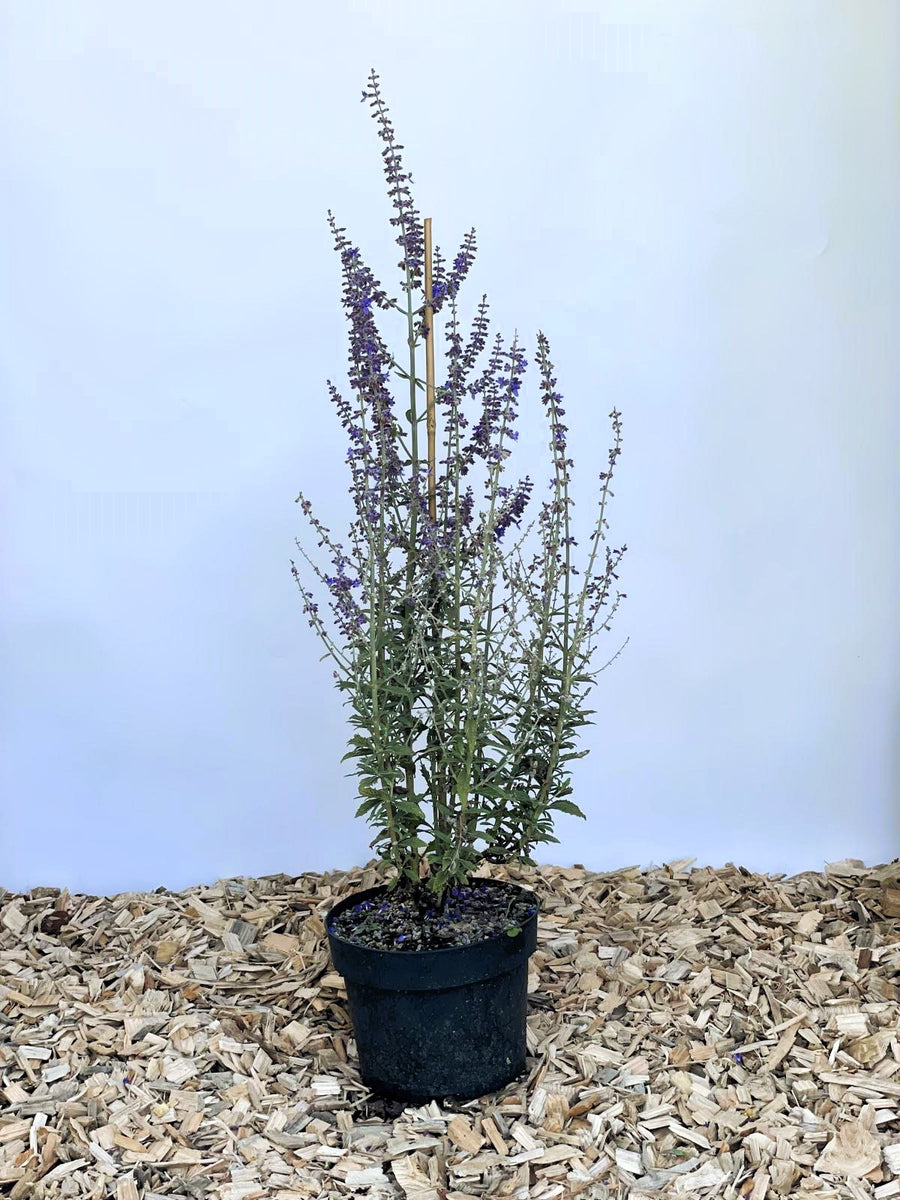 Blauer Lavendel Perovskia atriplicifolia Prime Time mit lila Blüten in schwarzem Topf auf Holzspänen vor blauem Hintergrund.