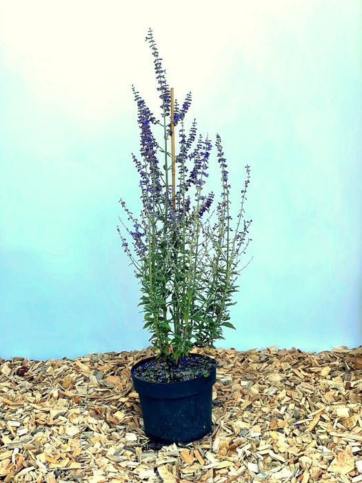 Blauer Lavendel Perovskia atriplicifolia Prime Time mit lila Blüten in schwarzem Topf auf Holzspänen vor blauem Hintergrund.
