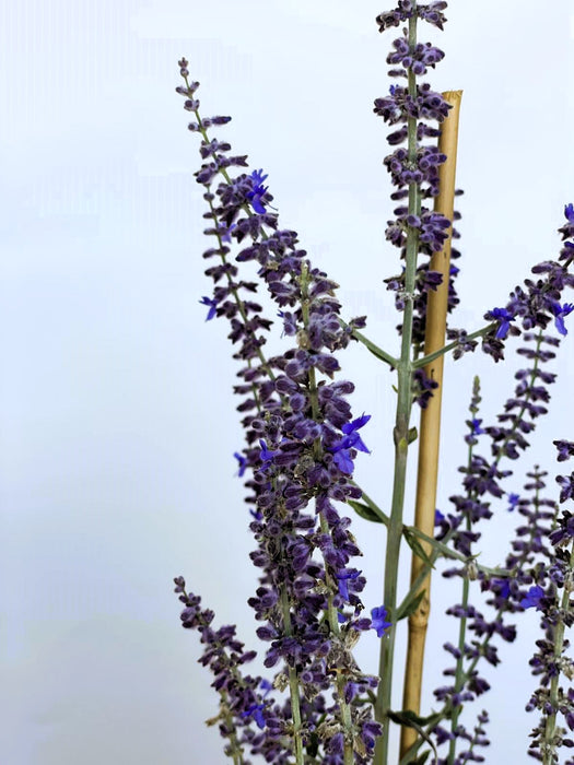 Blauer Lavendel Perovskia atriplicifolia Prime Time mit langen, dünnen Stängeln und kleinen blauen Blüten vor hellem Himmel.