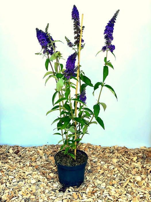 Blauer Lavendel Perovskia atriplicifolia Prime Time mit violetten Blüten in schwarzem Topf auf Holzspänen vor hellem Hintergrund.