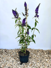 Blauer Lavendel Perovskia atriplicifolia Prime Time mit violetten Blüten in schwarzem Topf auf Holzspänen vor hellem Hintergrund.