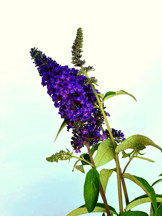 Blauer Lavendel Perovskia atriplicifolia Prime Time mit dunkelblauen Blütenrispen und grünen Blättern vor hellem Himmel.